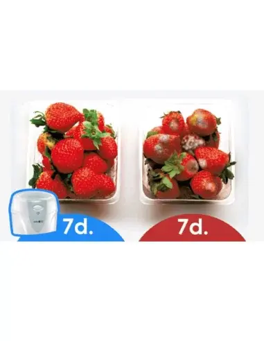 Comparativa de fresas con y sin Generador de Ozono después de 7 días