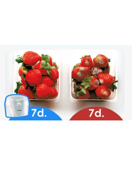 Comparativa de fresas con y sin Generador de Ozono después de 7 días